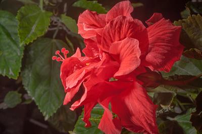 Hibiscus rosa